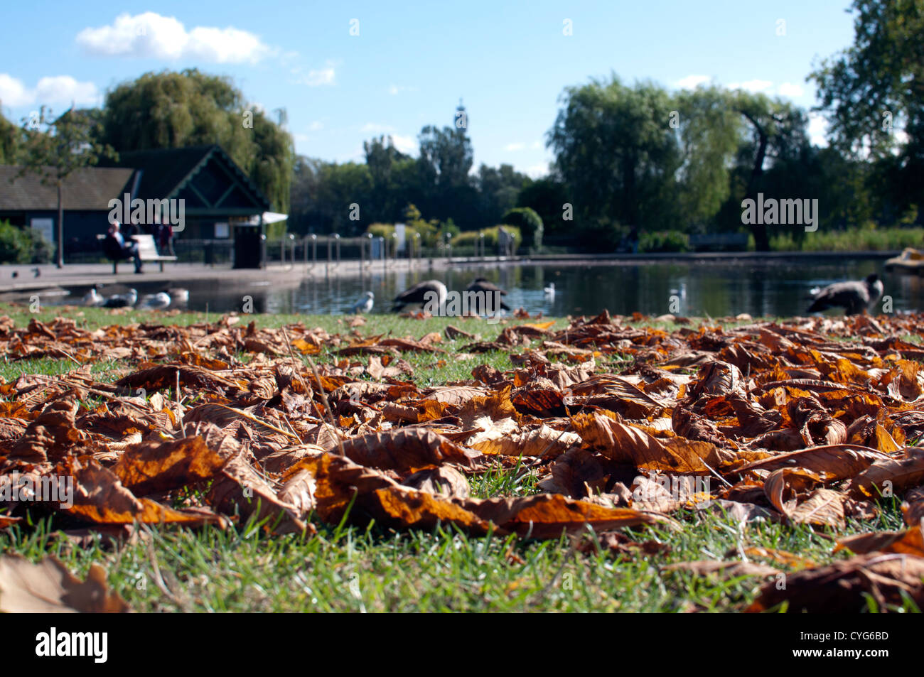 Autumn leaves, Regent`s Park, London, UK Stock Photo